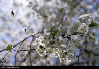 شکوفه های بهاری در شهرستان سلسله - لرستان