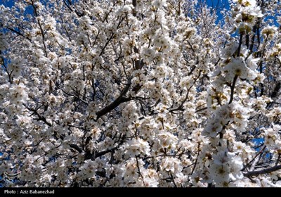 شکوفه های بهاری در شهرستان سلسله - لرستان