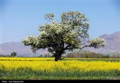 İran&apos;ın Batı&apos;sında İlkbahar Filizlenmeleri