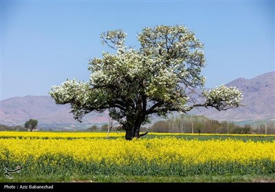 شکوفه های بهاری در شهرستان سلسله - لرستان- عکس مستند تسنیم