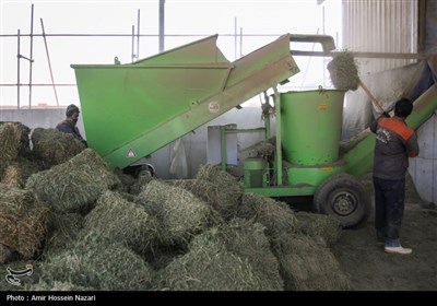  بنیاد مستضعفان انقلاب اسلامی، در ماه‌های اخیر با افزایش توان، تعداد دام مولد خود را به ۱۲۰۰ رأس رسانده و درحال حاضر ۲۴۰۰ رأس دام سنگین در اختیار دارد و تلاش دارد تا با طرح‌های توسعه و فعالیت روزمره خود، بخشی از این هدف بزرگ را برای تامین هرچه بیشتر امنیت غذایی کشور محقق کند.