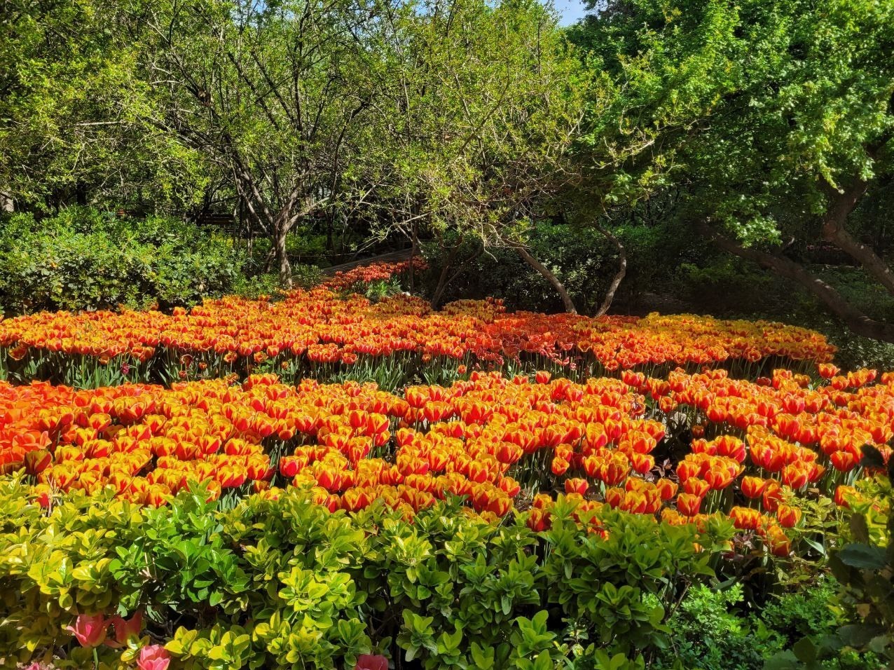 کاشت 250000 شاخه گل لاله در باغ ایرانی