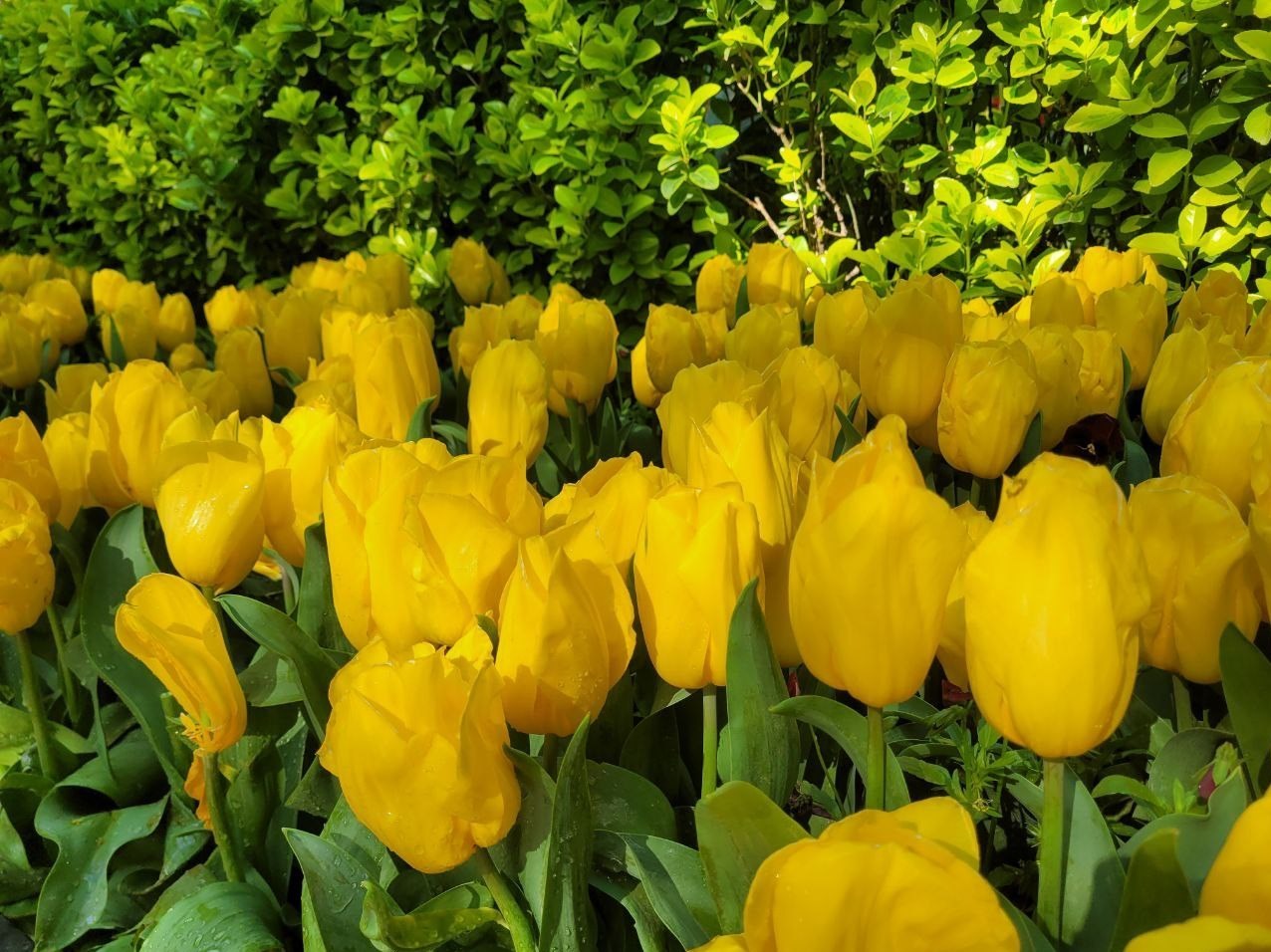 کاشت 250000 شاخه گل لاله در باغ ایرانی 2