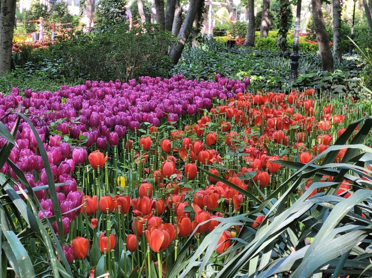 کاشت 250000 شاخه گل لاله در باغ ایرانی 3