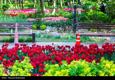 لاله‌های باغ ایرانی