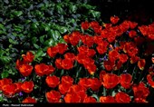 کاشت 250000 شاخه گل لاله در &quot;باغ ایرانی&quot; + تصاویر