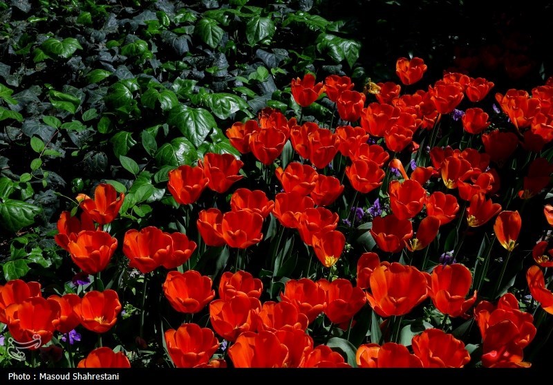 کاشت 250000 شاخه گل لاله در &quot;باغ ایرانی&quot; + تصاویر