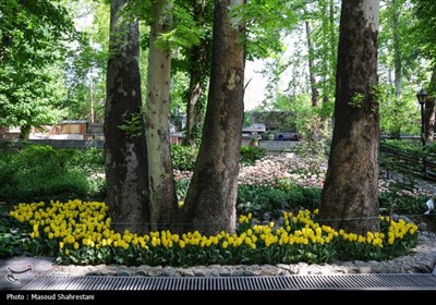 لاله‌های باغ ایرانی