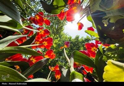 İran&apos;da lale çiçekleri