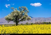 Весенняя природа Ирана - Город Селселе