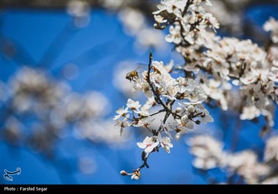 شکوفه های بهاری در مازندران- عکس استانها تسنیم