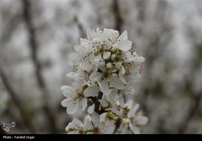 شکوفه های بهاری در مازندران
