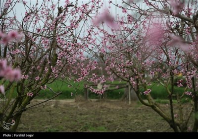 شکوفه های بهاری در مازندران