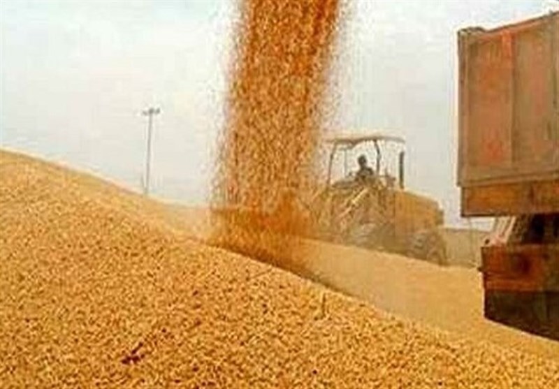 کشف 40 تن گندم غیرقابل استفاده در حمیدیه