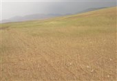 خسارت خشکسالی به 140 هزار هکتار محصول گندم بوشهر