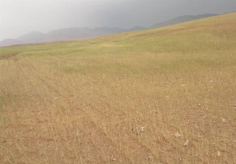 خسارت خشکسالی به 140 هزار هکتار محصول گندم بوشهر