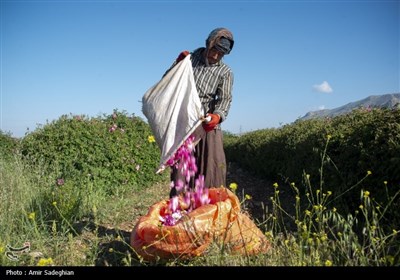 Springtime Is High Season for Rosewater Industry in Iran