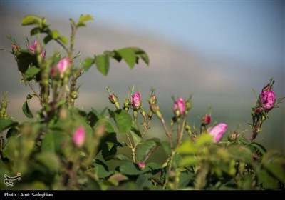 به مناسبت 8 اردیبهشت روز میمند خواستگاه گل محمدی - فارس