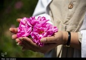 کشت گل محمدی در 600 هکتار اراضی کشاورزی کاشان