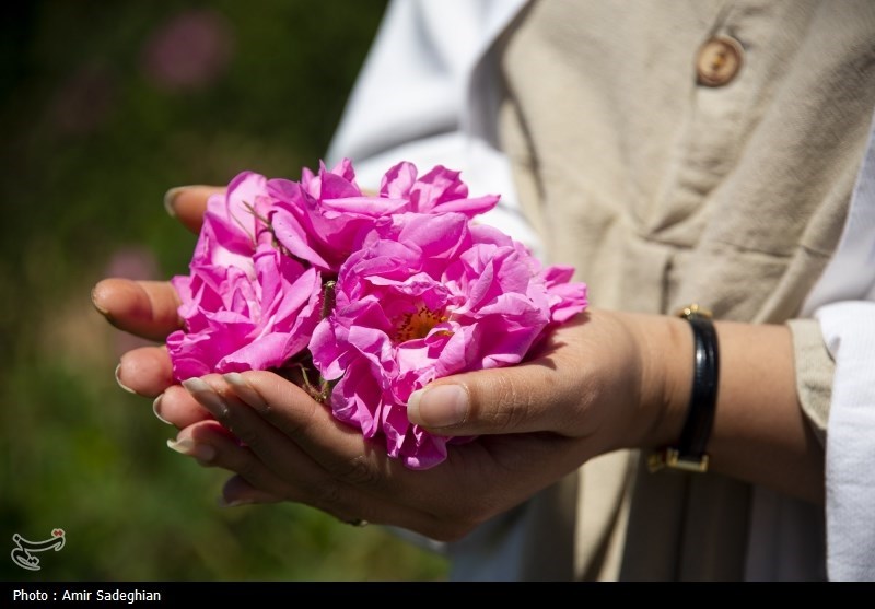 کشت گل محمدی در 600 هکتار اراضی کشاورزی کاشان