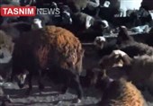 تلف شدن 57 رأس گوسفند در برخورد با قطار در آبیک