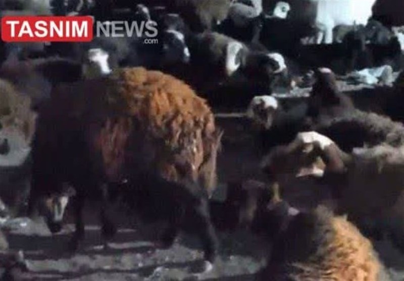 تلف شدن 57 رأس گوسفند در برخورد با قطار در آبیک