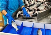 Iran Exports 210,000 Tons of Fishery Products to 67 Countries in One Year