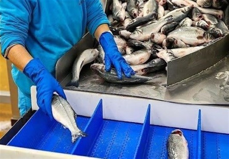 Iran Exports 210,000 Tons of Fishery Products to 67 Countries in One Year