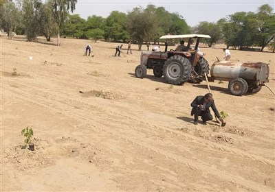 سازندگي،بسيج،بوشهر،طرح،جنگلي،استان،كاشت،تنگستان،درخت،اراضي،500