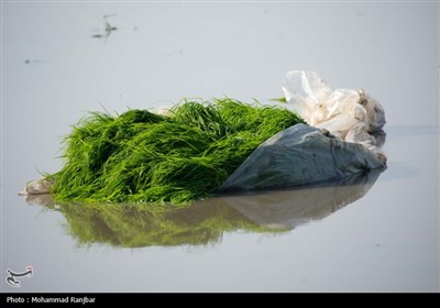 نشاء برنج در گیلان