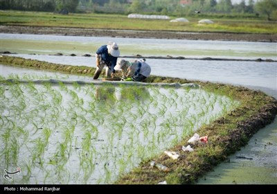 نشاء برنج در گیلان