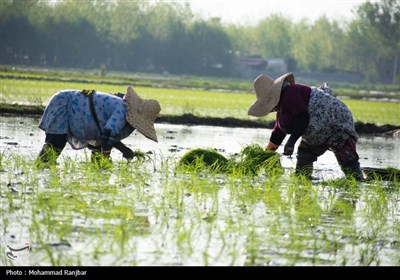 نشاء برنج در گیلان