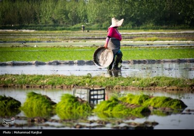 نشاء برنج در گیلان