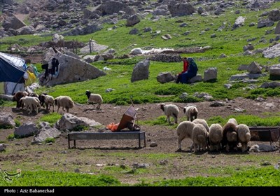 کوچ ییلاقی عشایر حسنوند لرستان و یارام طاقلو همدان از جنوب لرستان تا شمال لرستان