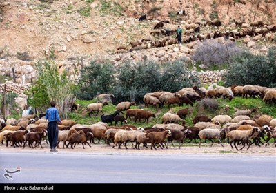 کوچ ییلاقی عشایر حسنوند لرستان و یارام طاقلو همدان از جنوب لرستان تا شمال لرستان