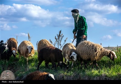 کوچ ییلاقی عشایر حسنوند لرستان و یارام طاقلو همدان از جنوب لرستان تا شمال لرستان