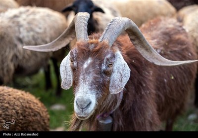 کوچ ییلاقی عشایر حسنوند لرستان و یارام طاقلو همدان از جنوب لرستان تا شمال لرستان