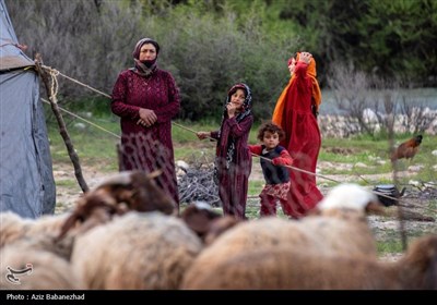 کوچ ییلاقی عشایر حسنوند لرستان و یارام طاقلو همدان از جنوب لرستان تا شمال لرستان