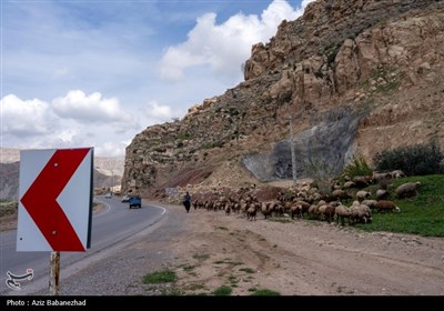 کوچ ییلاقی عشایر حسنوند لرستان و یارام طاقلو همدان از جنوب لرستان تا شمال لرستان