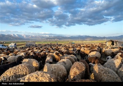 کوچ ییلاقی عشایر حسنوند لرستان و یارام طاقلو همدان از جنوب لرستان تا شمال لرستان