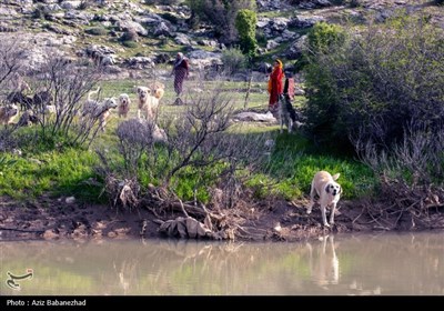 کوچ ییلاقی عشایر حسنوند لرستان و یارام طاقلو همدان از جنوب لرستان تا شمال لرستان