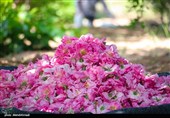 برداشت گل محمدی از گلستان‌های کاشان + تصاویر