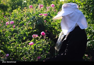 برداشت گل محمدی از گلستان های کاشان