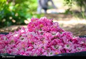 پیش‌بینی برداشت 7000 تن گل محمدی در کاشان