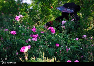 برداشت گل محمدی از گلستان های کاشان