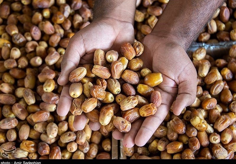 Iran Exports Fresh Dates to over 82 Countries in One Year: Spokesman