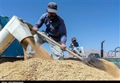 Iran Imports $134 Million of Indian Rice in Two Months