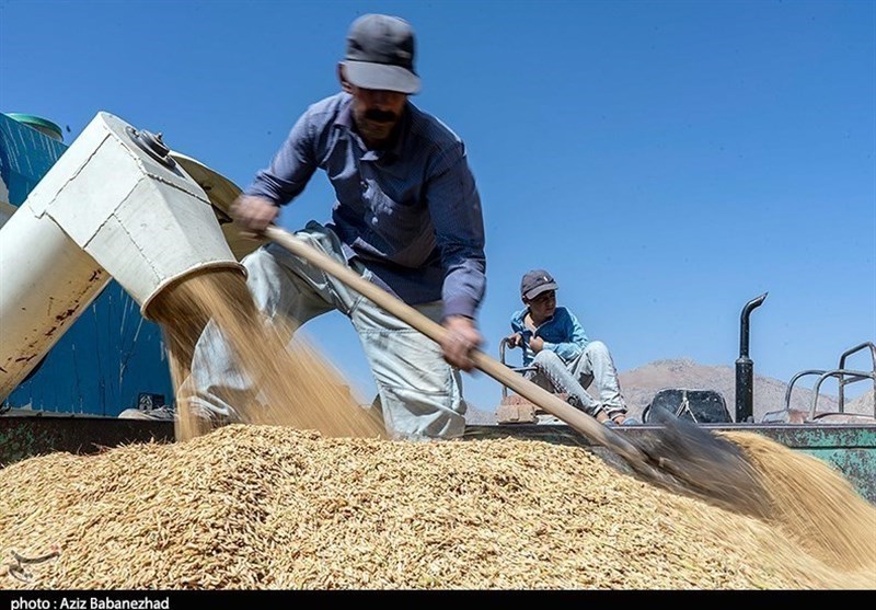 Iran Imports $134 Million of Indian Rice in Two Months