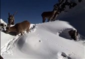 ثبت زندگی سلاطین کوهستان در ارتفاعات برفی سوادکوه + فیلم