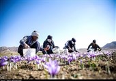 Iran, FAO Sign Agreement on A Joint Project for Producing Saffron